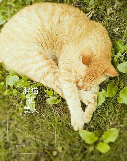 胖猫和美人