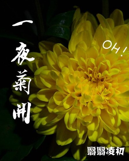 《一夜菊开》