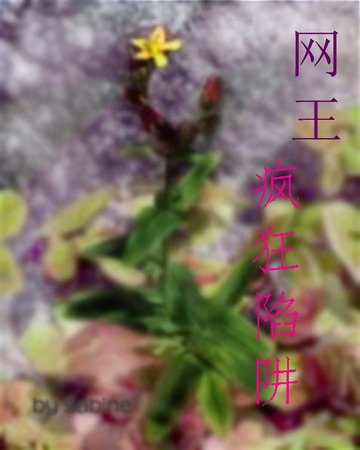 《(网王同人)疯狂陷阱》