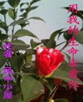 《用我的生命去矮你》