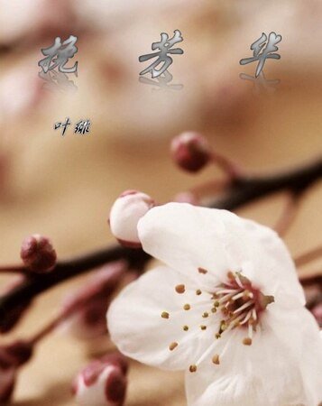 《(死神同人)挽芳华》