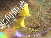 《此间距离》