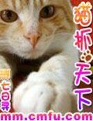 《猫抓天下》