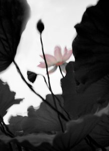 《芙蓉归》