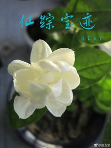 《仙踪宝迹》