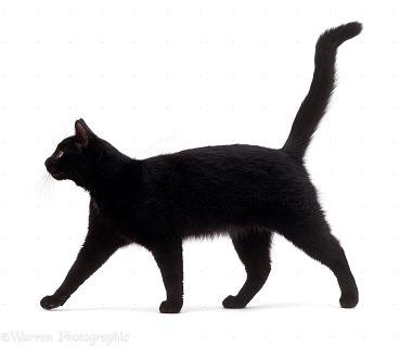 《猫生》
