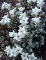 薄雪草