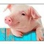 《母猪骑士弃坑文章合集》