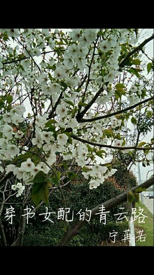《穿书女配的青云路》