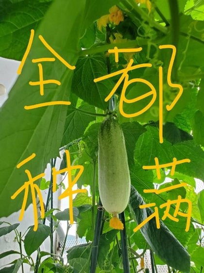 《把修真界种满后》