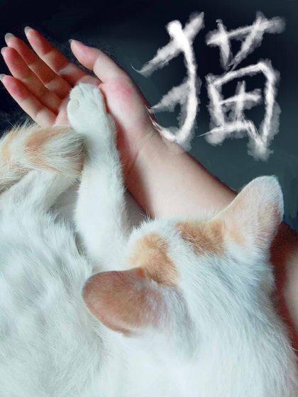 猫