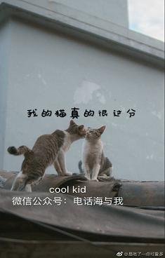《我的猫真的很过分》