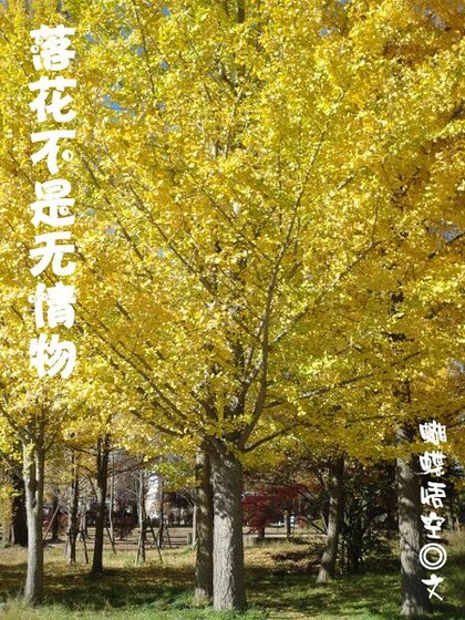《落花不是无情物》